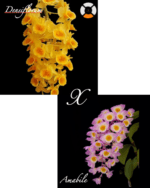 Dendrobium Amabile x Densiflorum